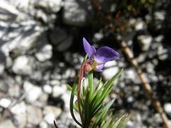 Viola decumbens scrotiformis