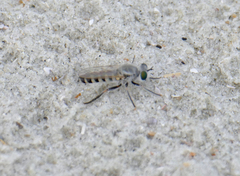 Laphystia litoralis