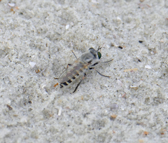 Laphystia litoralis
