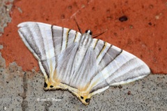 Phrygionis platinata