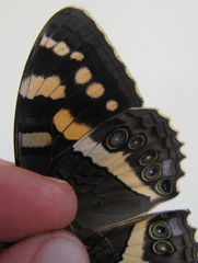 Aeropetes tulbaghia