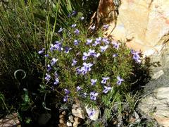 Viola decumbens scrotiformis