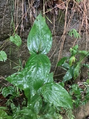 Spigelia marilandica