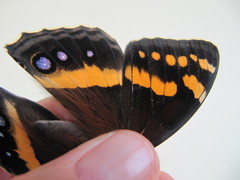 Aeropetes tulbaghia