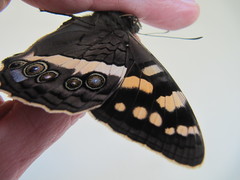 Aeropetes tulbaghia