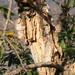 Paperbark Thorn - Photo no rights reserved, uploaded by Andrew Deacon