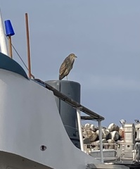 Nycticorax nycticorax