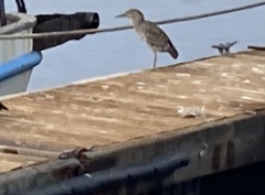 Nycticorax nycticorax