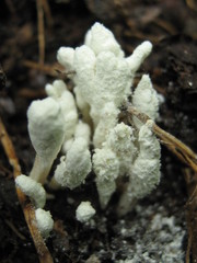 Cordyceps farinosa