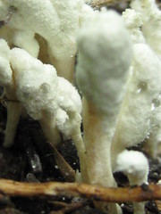 Cordyceps farinosa