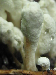 Cordyceps farinosa