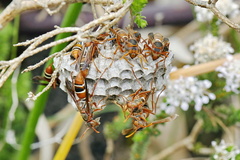 Polistes marginalis