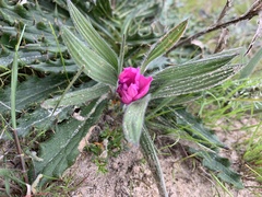 Babiana blanda