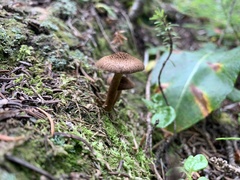 Pluteus umbrosus