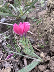 Babiana blanda