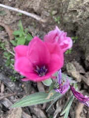 Babiana blanda