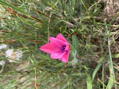 Babiana blanda