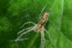 Dictynidae