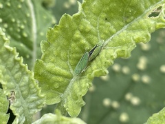 Graphocephala atropunctata