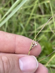 Scleria pauciflora pauciflora
