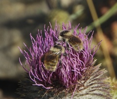 Bombus mesomelas