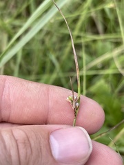 Scleria pauciflora pauciflora