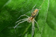 Dictynidae