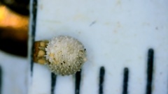 Scleria pauciflora pauciflora