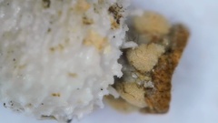 Scleria pauciflora pauciflora