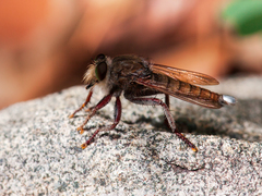 Promachus truquii