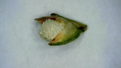 Scleria pauciflora pauciflora