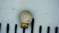 Scleria pauciflora pauciflora