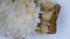 Scleria pauciflora pauciflora