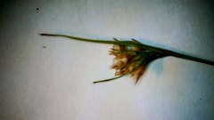 Scleria pauciflora pauciflora