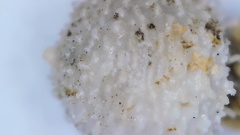 Scleria pauciflora pauciflora