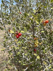 Castela peninsularis