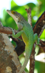 Anolis leachii