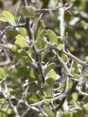 Castela peninsularis