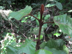 Trichocladus crinitus