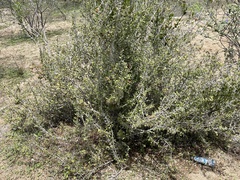 Castela peninsularis