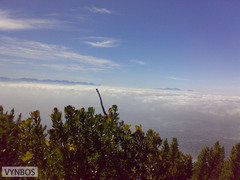 Dispholidus typus typus