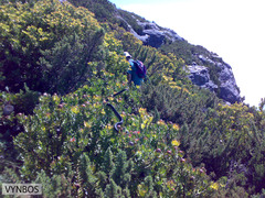 Dispholidus typus typus