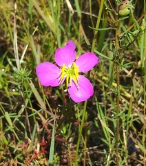 Rhexia cubensis