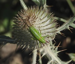 Ephippiger terrestris