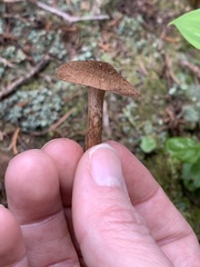 Pluteus umbrosus