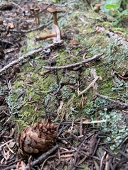 Pluteus umbrosus