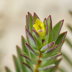 Thymelaeaceae