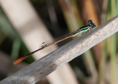 Agriocnemis falcifera