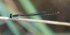 Agriocnemis falcifera