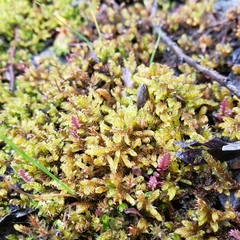 Palustriella falcata